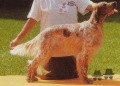 Setter Anglais OTHELLO DU BEC ÉTOILE Setter Anglais OTHELLO DU BEC ÉTOILE